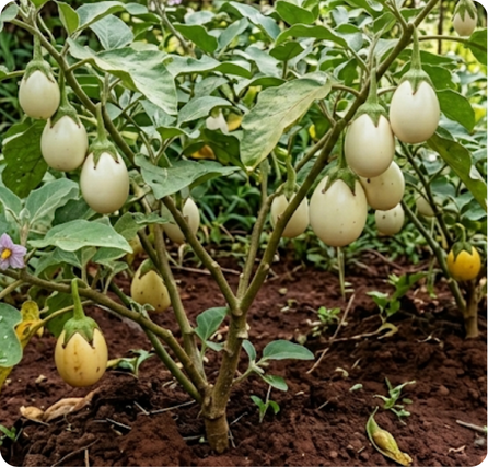 Purple jakato eggplant with smooth glossy skin