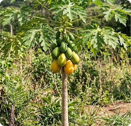 Ripe papaya showing orange flesh and black seeds