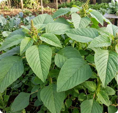 Green amaranth leaves bundled together