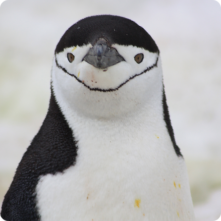 Chinstrap penguin standing on snow with its black chinstrap marking visible
