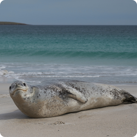 Leopard seal resting on ice with its spotted body and sleek shape visible