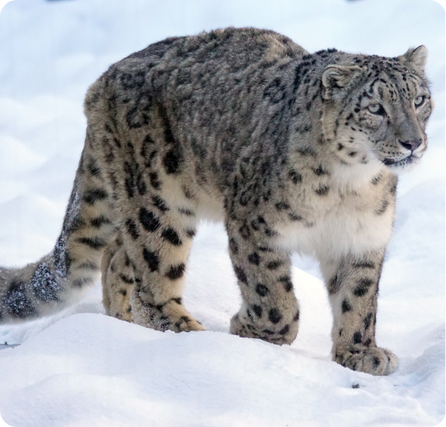 Snow leopard walking across rocky snowy cliffs with its thick spotted fur