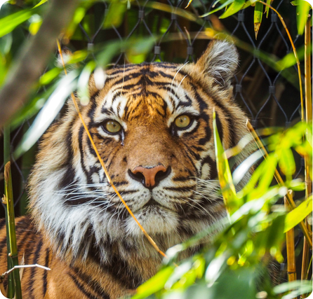 Tiger standing in a forest with orange stripes and strong muscular body