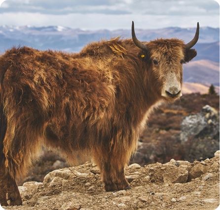 Yak with long shaggy hair standing on a cold mountain plain