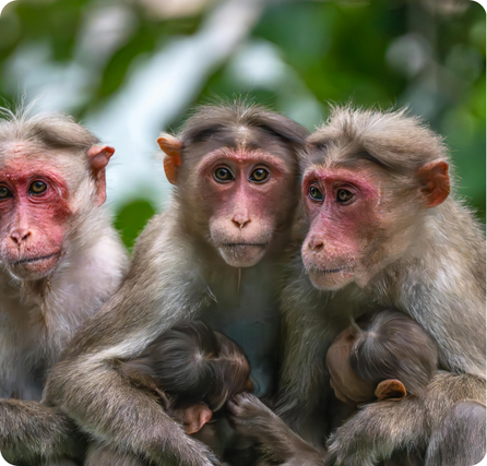 Bonnet macaques sitting in a tree with expressive faces and brown fur