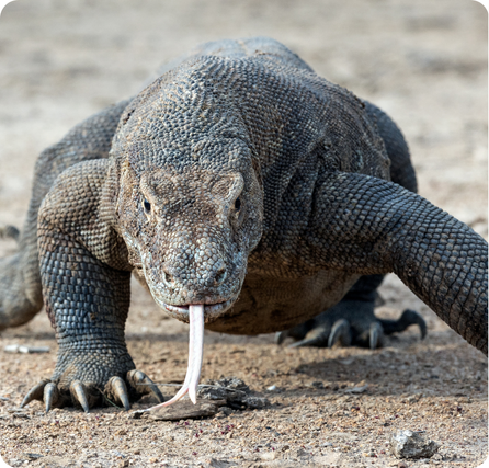 Komodo dragon walking on dry ground with its long body and forked tongue
