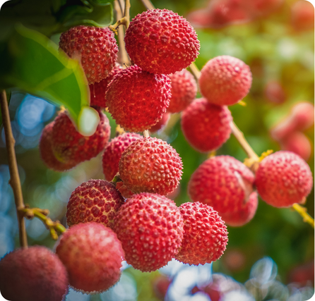 Lychee fruit with red bumpy skin and white flesh inside