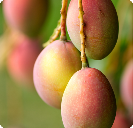 Mango with smooth golden skin and soft orange flesh