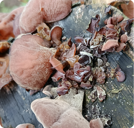 Woodear mushrooms that are dark, thin, and slightly wavy