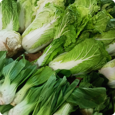Bok choy with green leaves and white crunchy stalks