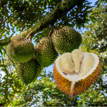 Durian with spiky green shell and soft yellow flesh inside