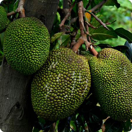 Jackfruit with large green bumpy skin and yellow fruit pieces inside
