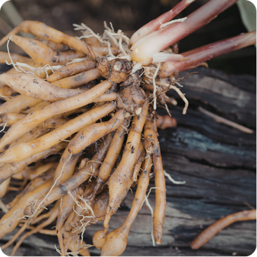 Murnong root with thin brown skin and pale flesh