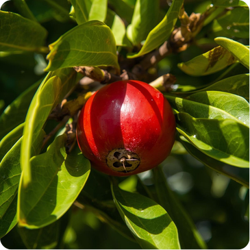 Quandong fruit that is bright red with a round shape