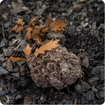 Truffle that is dark, rough, and found underground