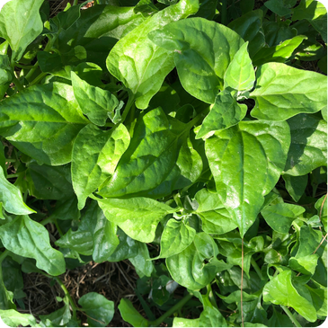 Warrigal greens with dark green leaves and soft stems