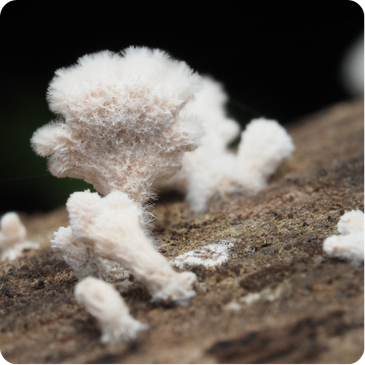 Ghost fungus glowing softly with pale caps in the dark