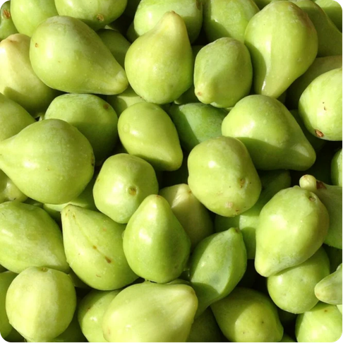 Kakadu plum as small green fruit with smooth skin