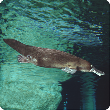 Platypus with a flat duck‑like bill, brown fur, and webbed feet