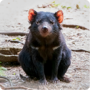 Tasmanian devil showing dark fur, white chest markings, and sharp features