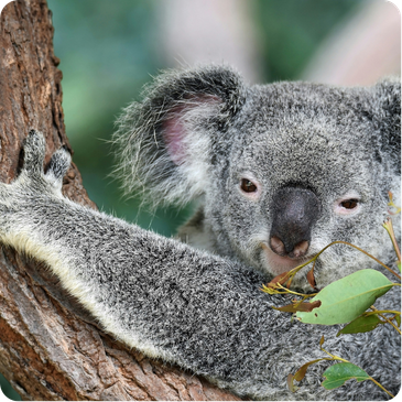 Koala clinging to a tree with gray fur, round ears, and a large nose