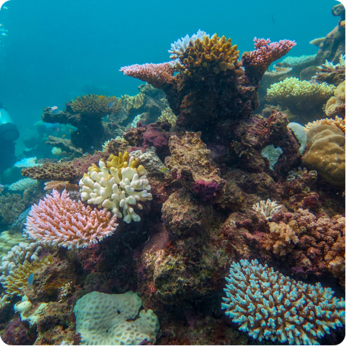 Great Barrier Reef with colorful coral formations and fish underwater
