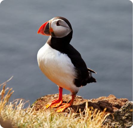 Puffin with colorful beak, black‑and‑white feathers, and short orange feet