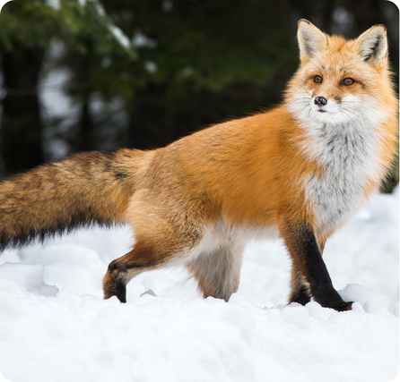 Red fox with bright orange fur, pointed ears, and a bushy tail