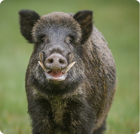 Wild boar with dark bristly hair, tusks, and a sturdy body