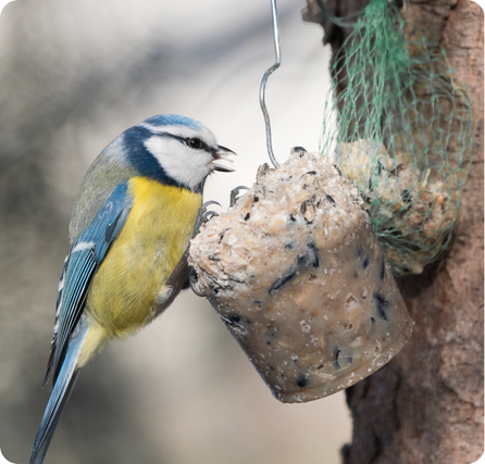 Blue tit with blue and yellow feathers perched on a small branch