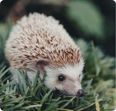 Hedgehog with brown spines curled slightly into a ball
