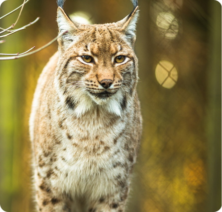 Lynx with tufted ears, spotted fur, and large padded paws