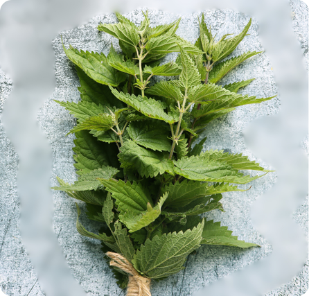 Nettle leaves with serrated edges and fine stinging hairs