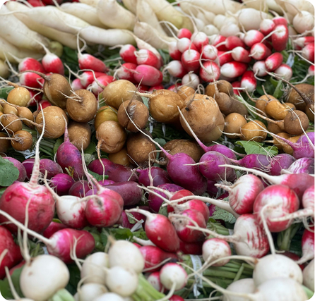 Turnips with round purple-and-white roots and green leafy tops