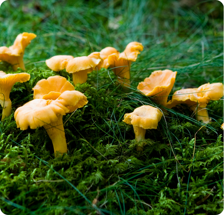 Chanterelle mushrooms with golden trumpet-shaped caps in a small cluster