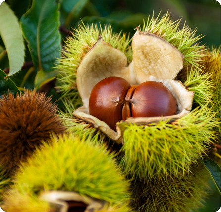 Chestnuts with smooth brown shells next to an open spiky husk