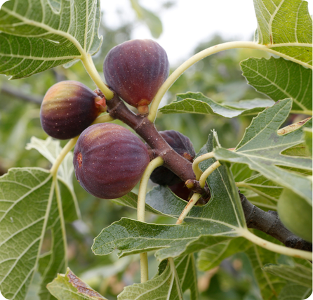 Figs with purple skin and soft inner flesh showing tiny seeds