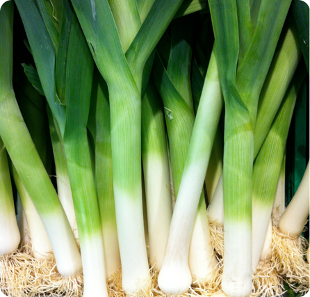 Leeks with long green leaves and white stalks arranged side by side