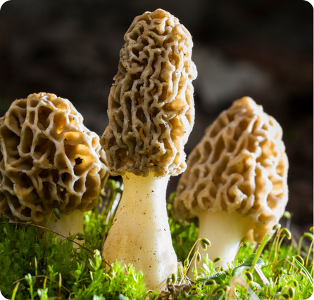 Morel mushrooms with ridged honeycomb-shaped caps in a small cluster