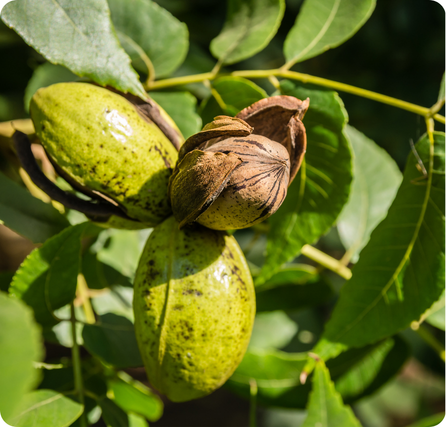Pecans with smooth brown shells and cracked halves showing the nut inside