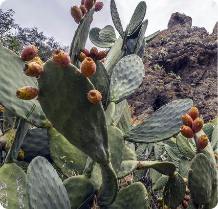 Prickly pear fruit with bright pink skin and small scattered seeds