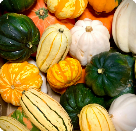 Squash with colorful thick-skinned gourds in various shapes and sizes