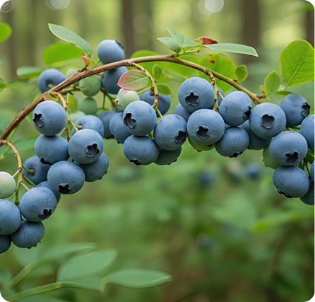 Blueberries with small round deep-blue berries grouped together