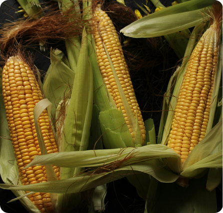 Corn with yellow kernels on a cob partially wrapped in green husks