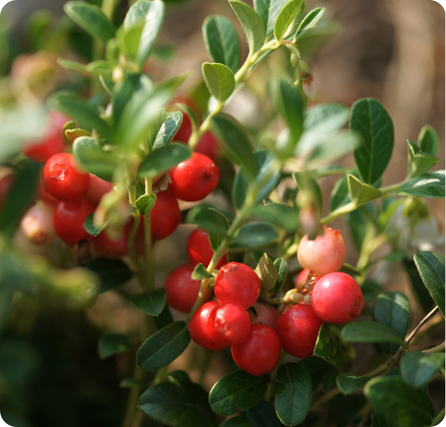 Cranberries with shiny red berries scattered across a smooth surface