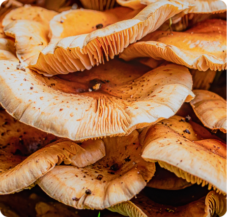 Hen of the Woods mushroom with layered ruffled brown-and-tan fronds
