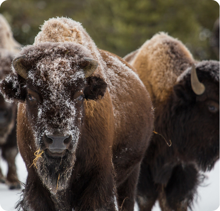 Bison with large shaggy brown fur and a heavy curved shoulder hump