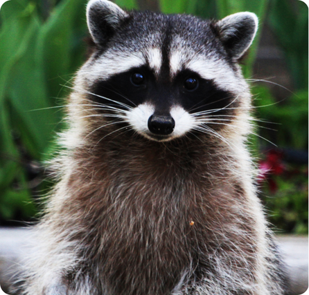 Raccoon with gray fur, black facial mask markings, and ringed tail