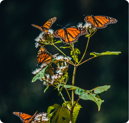 Monarch butterfly with orange wings patterned with black lines and white spots