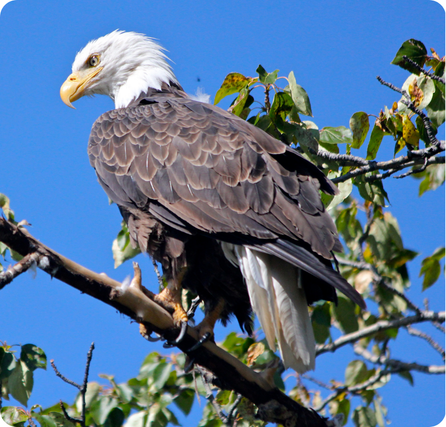 Bald eagle with white head, brown body, and wide wings in mid-flight